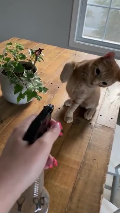 Defiant cat slaps woman for threatening to spray him with a water bottle!