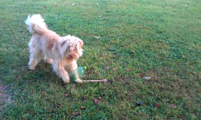 Chassis playing with her FAV toy!