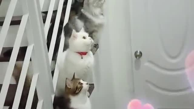 Cat happy day