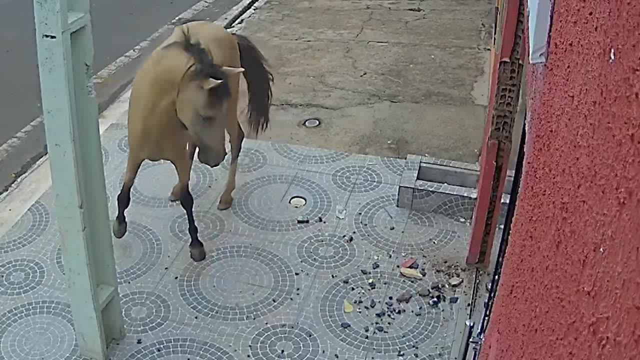 A horse kicks down a dental office door. 🐴