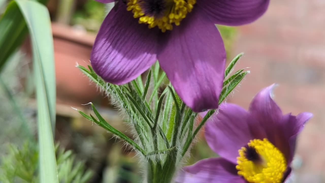 Pulsatilla vulgaris