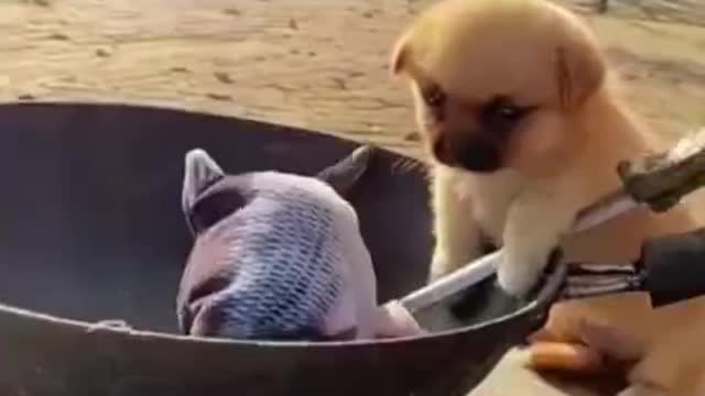 Funny🤣🤣 Cute Dog Trying to Cook a fish🐶🐶🐠🐠🤗