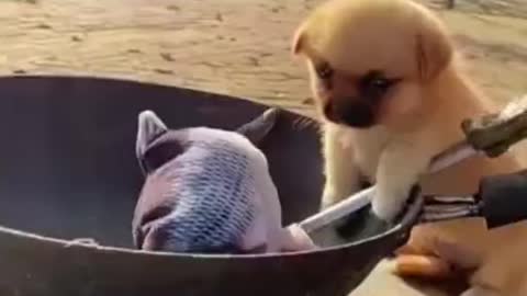 Funny🤣🤣 Cute Dog Trying to Cook a fish🐶🐶🐠🐠🤗