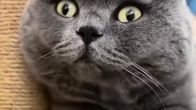 My cat was surprised when I could eat laser light