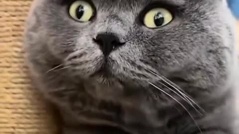My cat was surprised when I could eat laser light