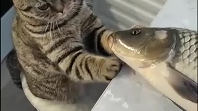 confused cat with fish