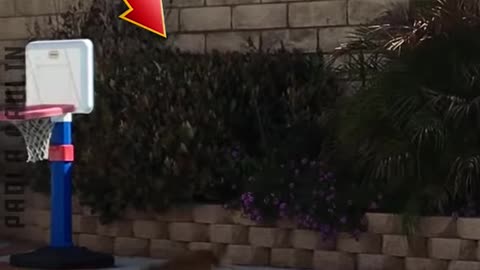 Dogs Are Funny!