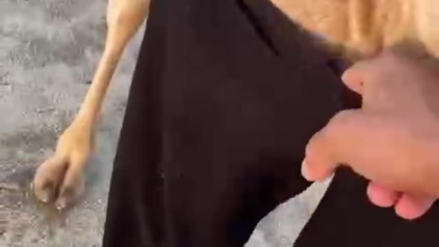 Funny Videos🤣🤣Camel wears adidas😂😂 camel fashion😁 с torso adidas