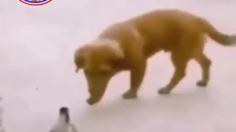 Funny video of dog