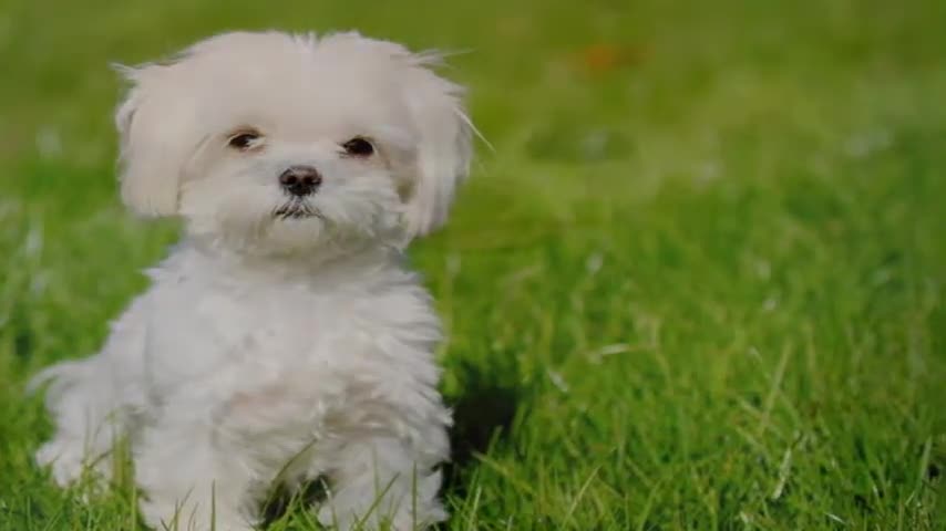 Fluffy and fluffy dogs that you will love