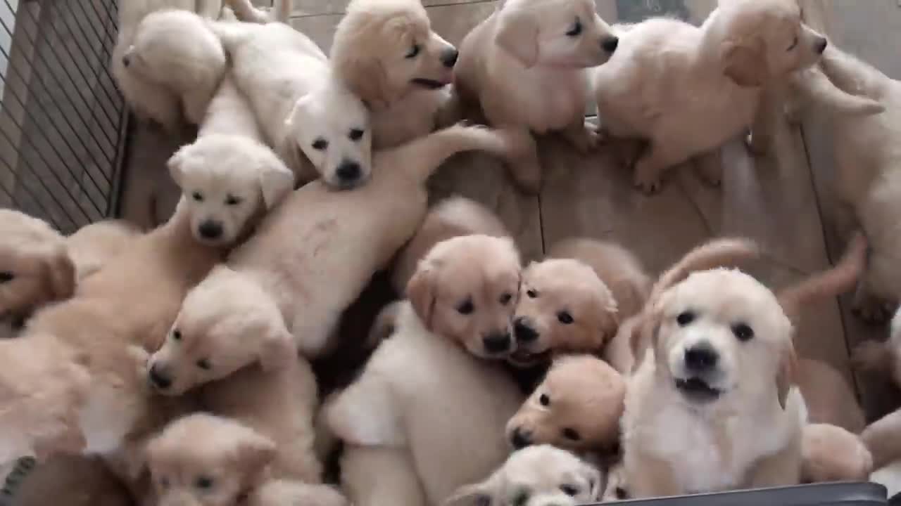 Swarm of Golden Retriever puppies