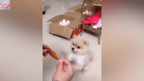 Trending Funny Animals 😅 Funniest Cats and Dogs 😹🐶