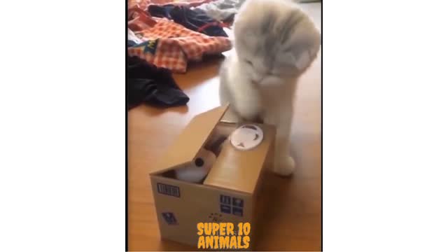 Cute cat playing with a box