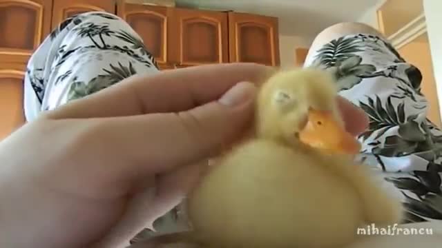 Cute Ducklings II Funny Baby Duck Videos II Baby duck running fast II Cute funny ducklings 2021