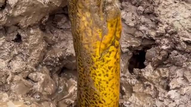 Amazing Eel Fishing Video