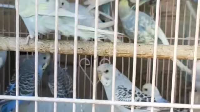 Blue and white parrot in a cage