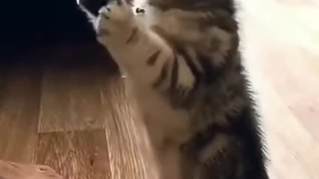 Cute Cats!! Funny Cats