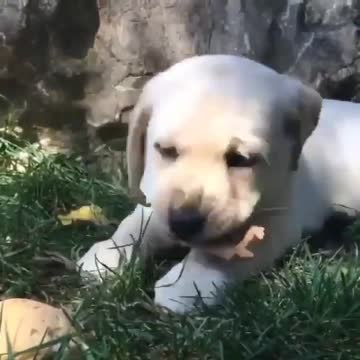 Labrador puppy playing around!