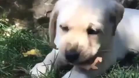 Labrador puppy playing around!