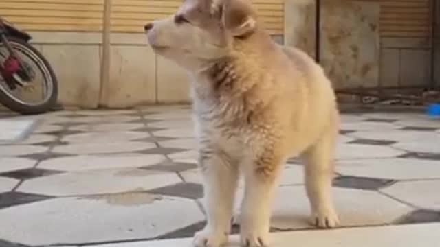 Husky Puppy Learning to Howl!!