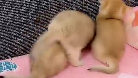 Funny caats play with kitten