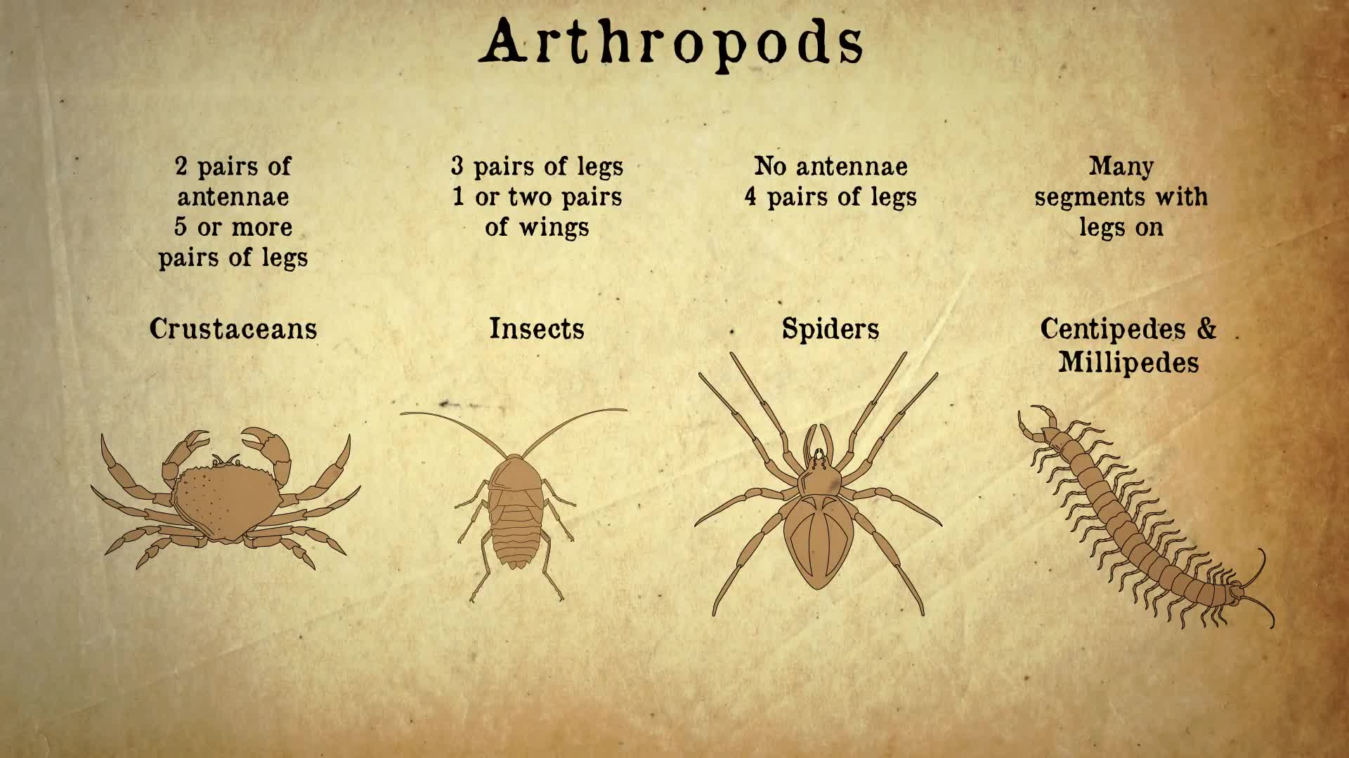 Animal Classification Evolution Biology