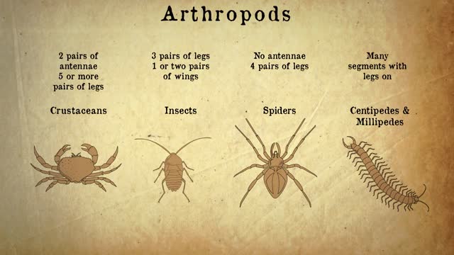 animal classification/ evolution/ biology
