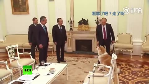 Perro de Vladímir Putin asusta a los periodistas japonese