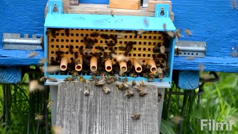 Demo on Stingless Beekeeping, Harvesting & Processing of Bee By-Products (Honey, Pollen & Propolis