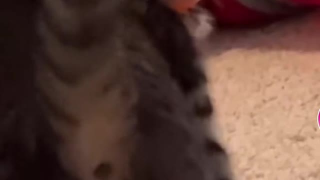 Funny Animal Videos 2022 😂 - Funniest Cats And Dogs Videos 😺😍 #54