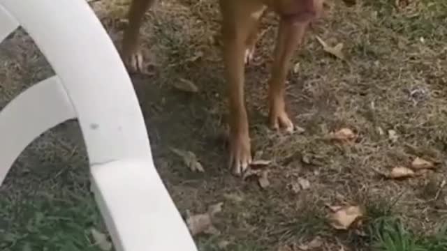 dog