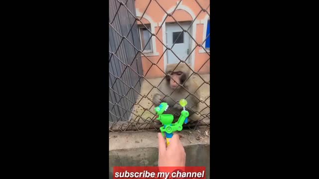 Monkey 🐒 vs men | in the zoo | #fun #funny #Entertainment #viral