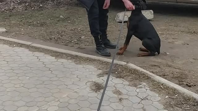my dog is happy