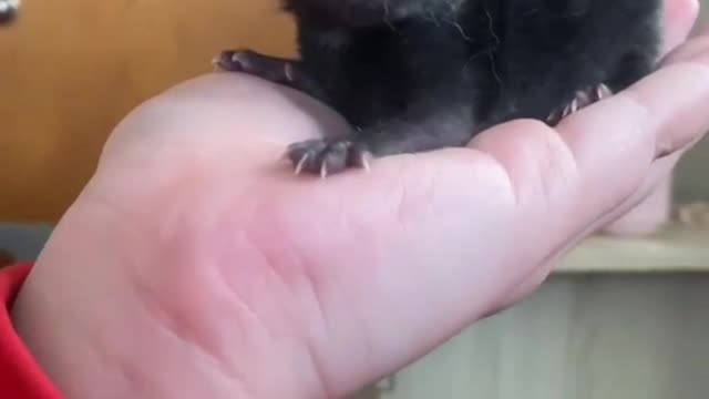 Baby cat transformation 😻