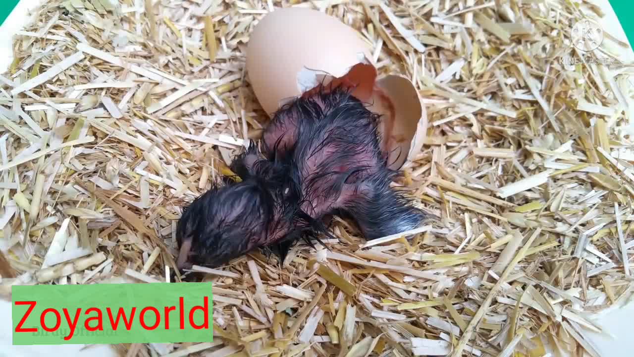 Egg Hatching | Chicken Egg Hatching time lapse