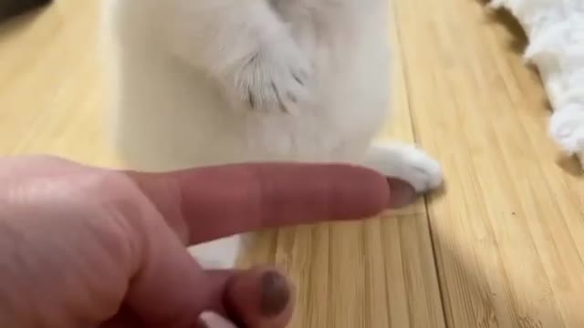 Cute cat video 🐱🐱