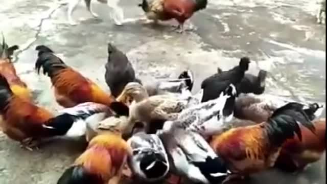 Chicken VS Dog Fight video Funny Dog Fight Videos