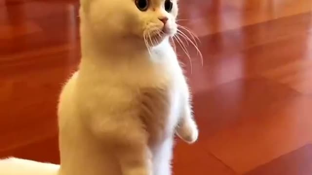 Funny Cat