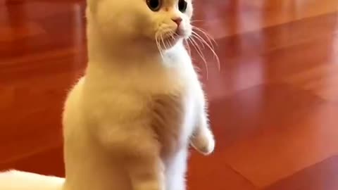 Funny Cat