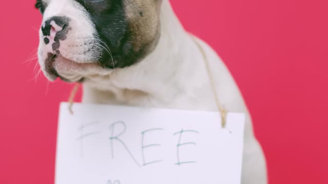 Cute Puppy With a Sign Sitting on a Stool