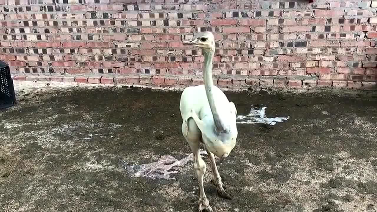 Fetherless ostrich spotted on farm in southern China