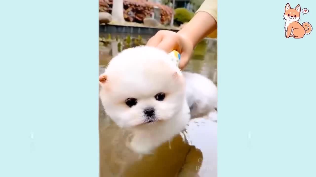 cute dogs/ funny and smart puppies