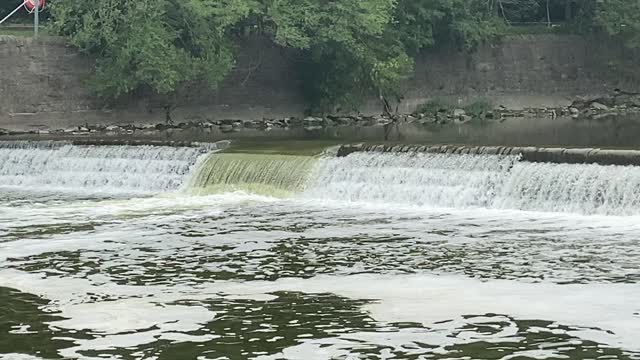 2021 Humber River Salmon run