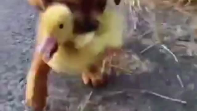 Cute puppy kidnapped a duck and went away