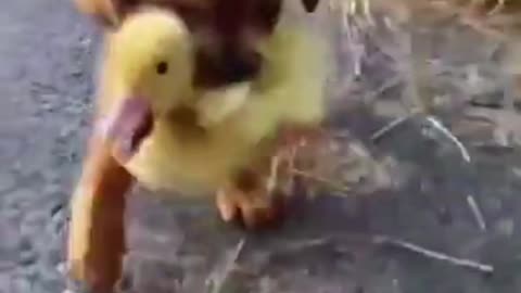 Cute puppy kidnapped a duck and went away