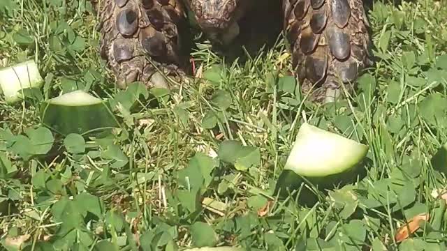 Toffee Eats Cucumber