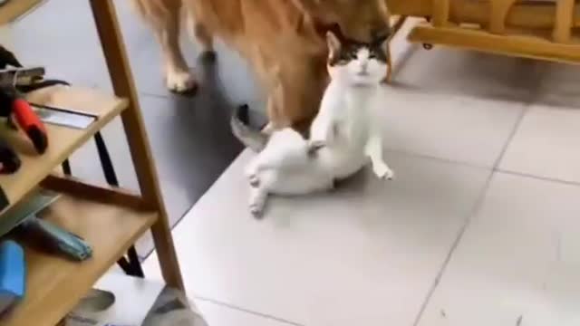 Cute Cat and Dog Playing Together