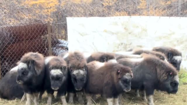 Sheep-bulls, on the Yamal peninsula