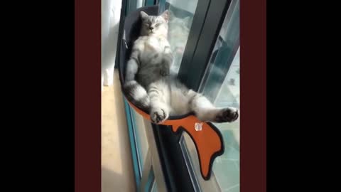 Best funny cats video from 2021 (compilation)