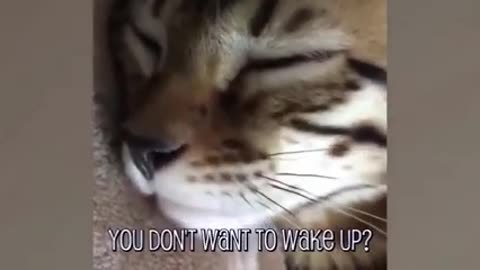 Compilation of cats that talk to their human || WillTard